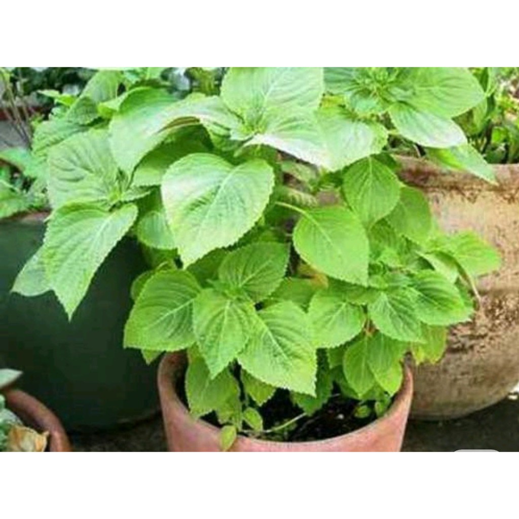 Hạt giống rau thơm mè hàn quốc Rạng Đông