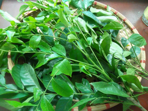 1kg lá móc mật khô