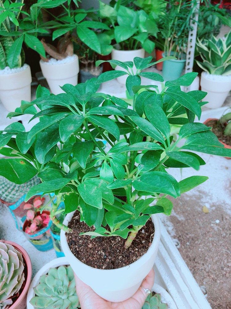 Chậu cây ngũ gia bì