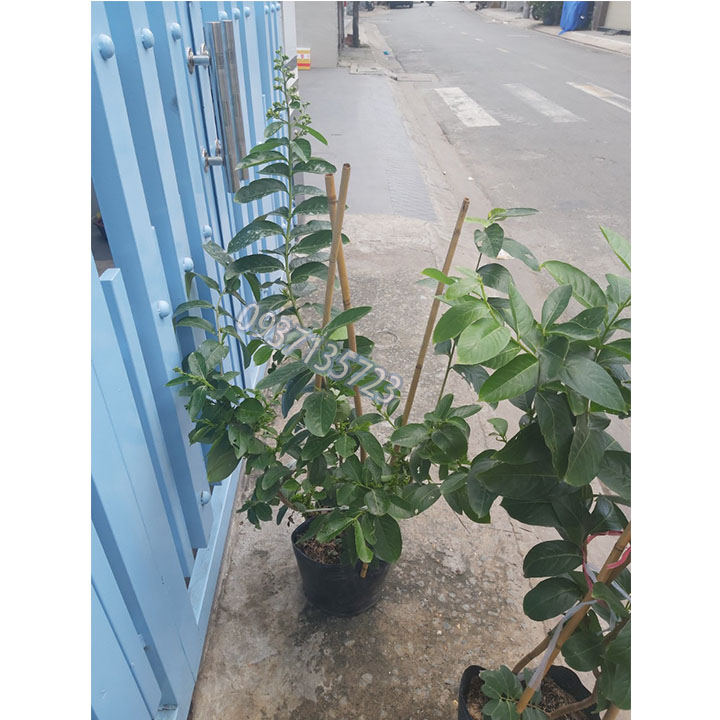 cây bằng lăng tím thái cao từ 40-60 cm