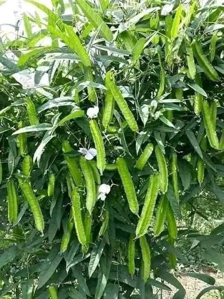 Hạt giống đậu rồng ( đỗ khế) gói 10 hạt