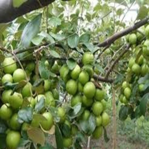 Combo 3 Cây giống Táo Thái miền Bắc cây sai quả
