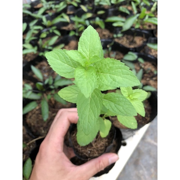 CÂY BẠC HÀ NHẬT - JAPANESE MINT