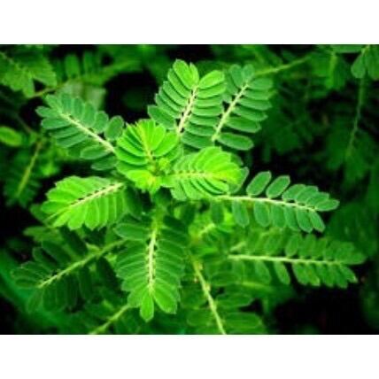 1kg Cây Diệp hạ châu (Chó đẻ răng cưa) khô