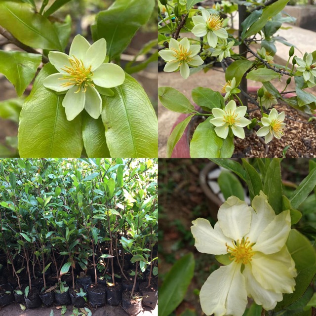 2 cây giống thanh mai ( mai trắng xanh )