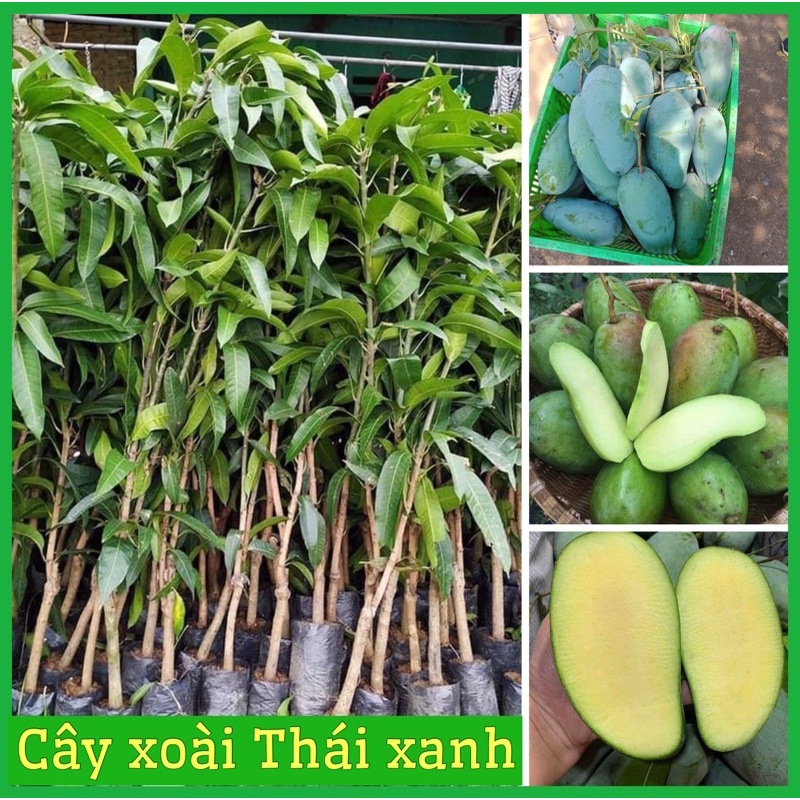 Cây giống xoài thái hạt lép cơm dày