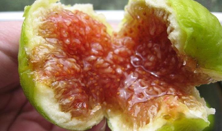 Cây sung mỹ ( 30 công dụng than kì)