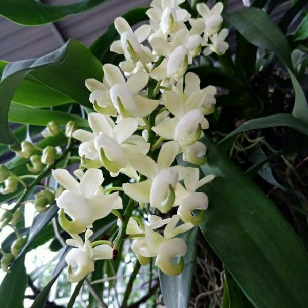 Hoa Phong Lan Quế Lá Xếp Chậu F12