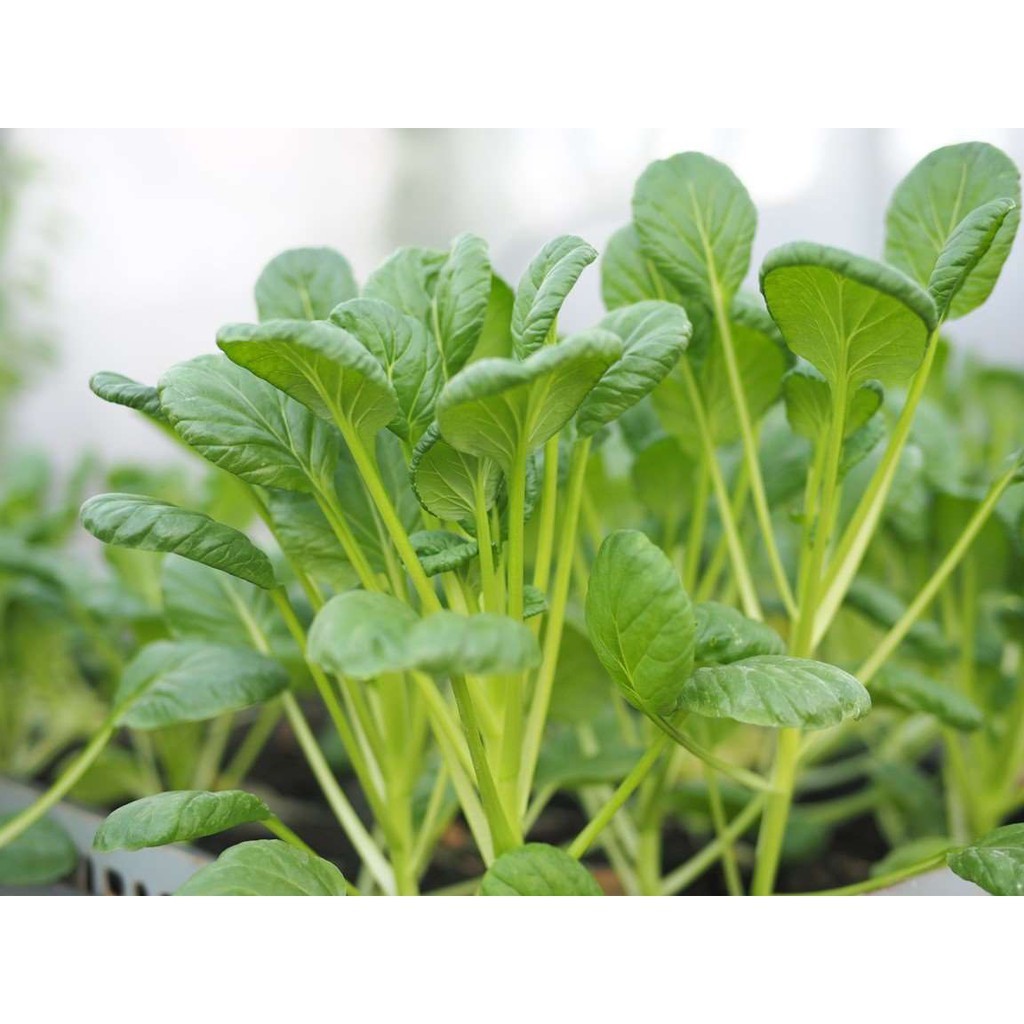 Hạt Giống Rau Cải Ngọt Ăn Non JAPONICA 20 Gram
