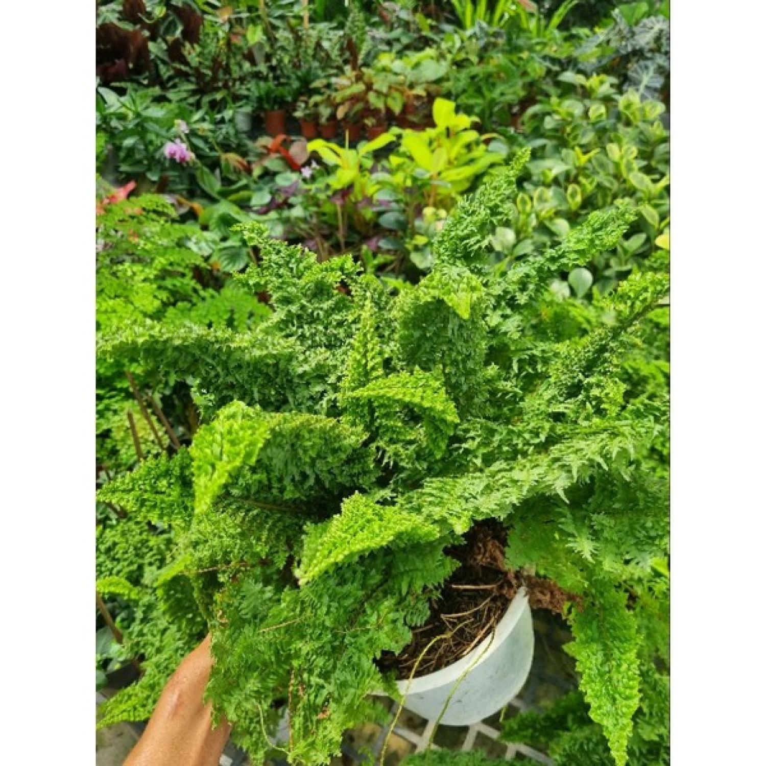 chậu cây dương xỉ Nhật - Polypodium leucotomos