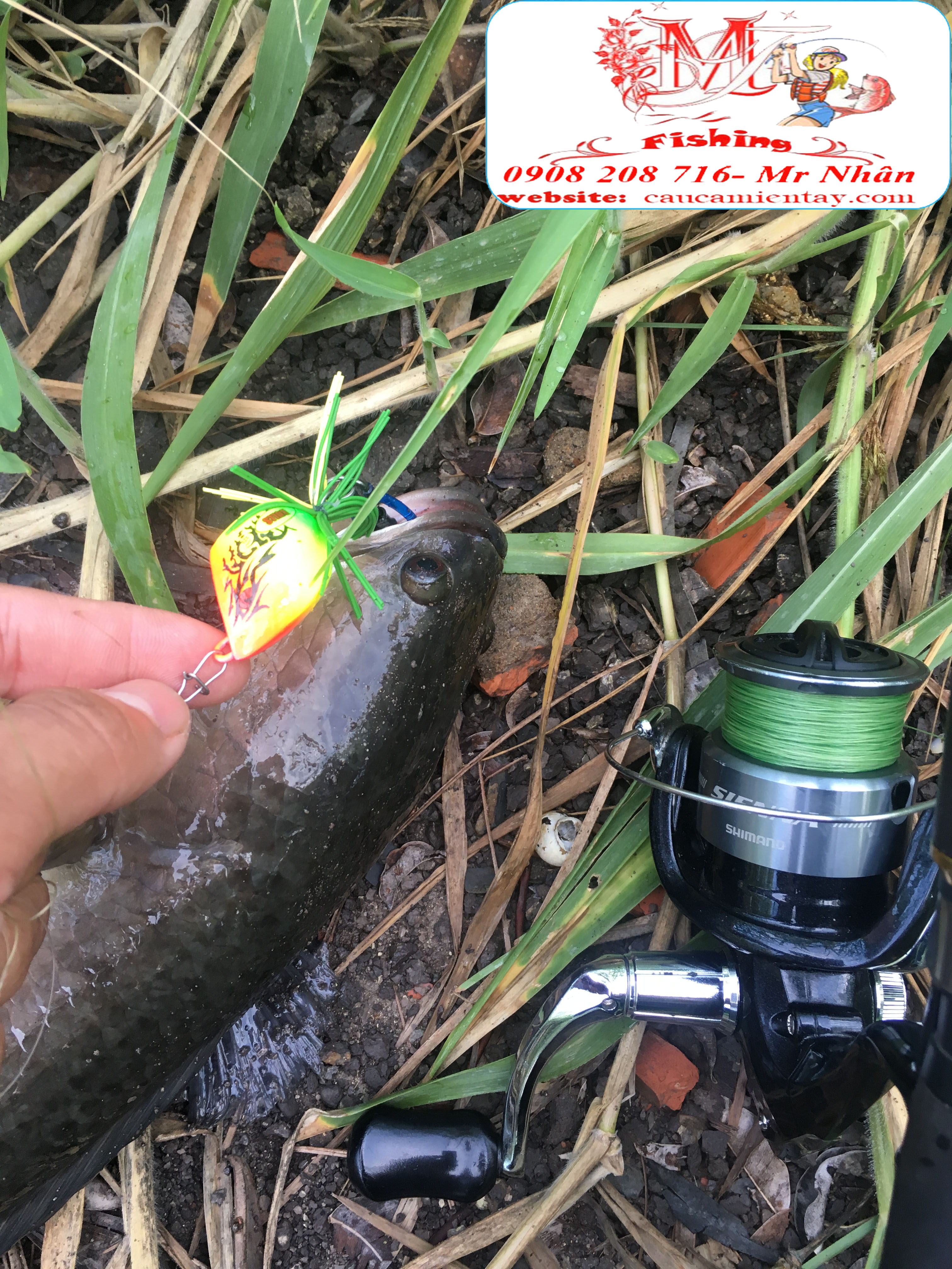 Nháy Gỗ Câu Cá Lóc Bulls Frog