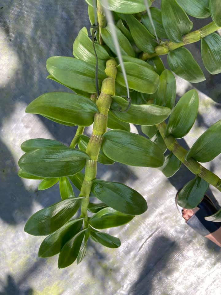 Hoa phong lan giả hạc tím bắc cạn(kì hoa dị thảo,cao 20cm)