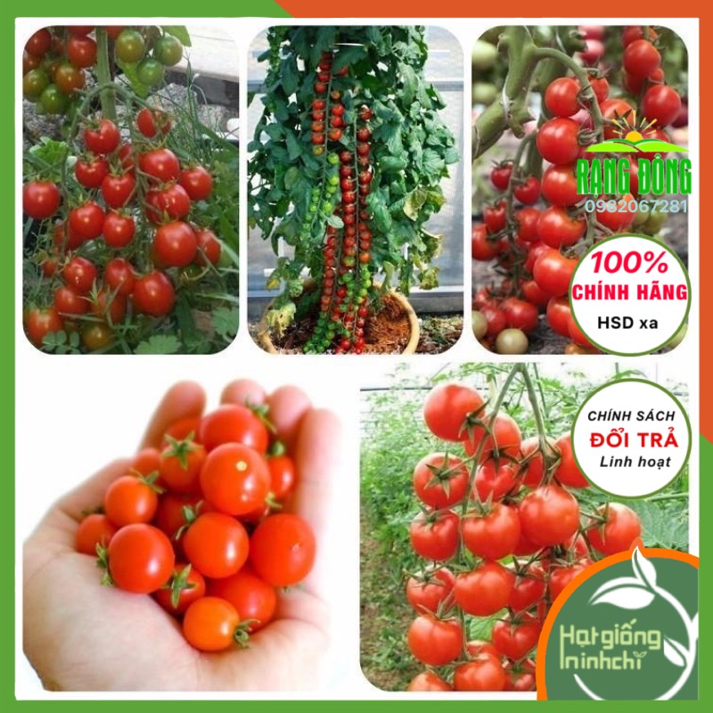 Hạt giống cà chua chuỗi ngọc, Cà Chua Bi IDYII F1 30 hạt, rau củ quả trồng sân thượng, ban công.