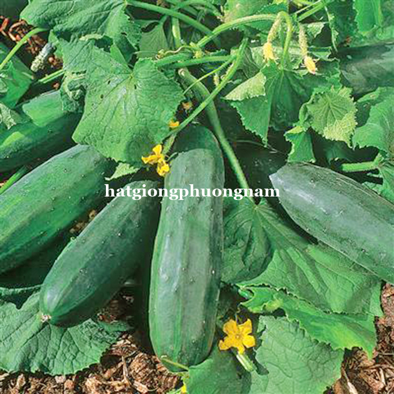 Hạt giống dưa chuột bụi 60 cm giòn ngon 5 hạt