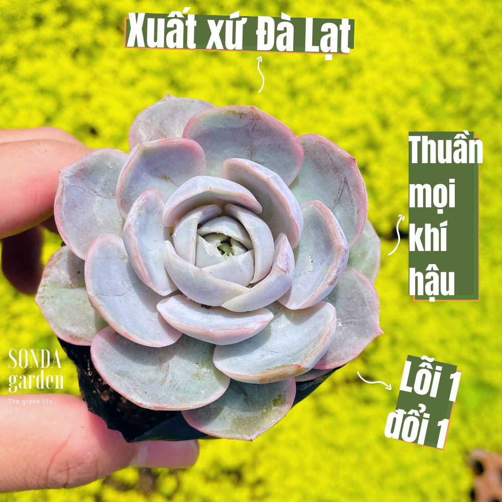 Sen đá lola tím sonda garden size bé 5-8cm, cây cảnh trang trí nhà cửa, lỗi 1 đổi 1