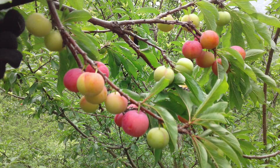 Mận tam hoa cây ghép mắt - Tặng phân bón
