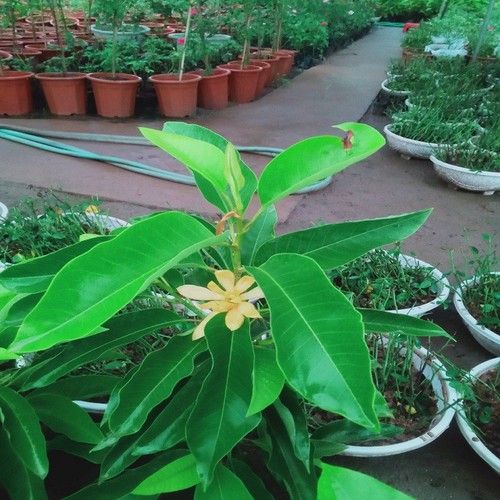 CÂY HOA NGỌC LAN VÀNG