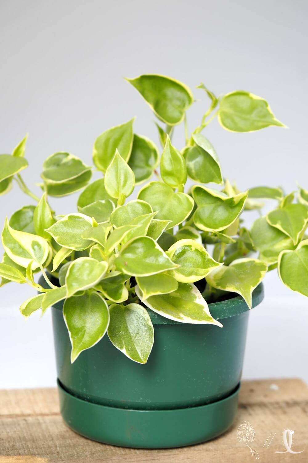 Cây Peperomia scandens Variegata (Cây Cupid) chậu nhựa