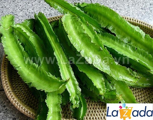 5Gr Hạt Giống Đậu Rồng/ Đậu Khế (A5.305| W4*X54*M144)