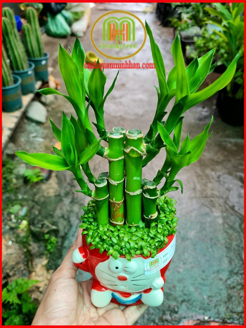 Cây trúc phú quý tượng trưng cho tâm hồn thanh cao thuần khiết tặng kèm phân bón cây Minh Hân Garden