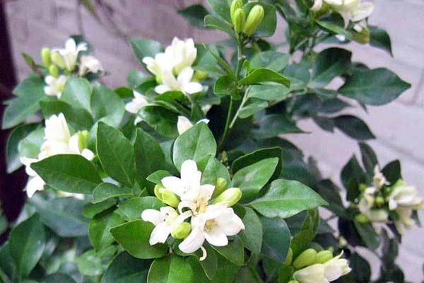 Combo 10 Cây hoa nguyệt quế con