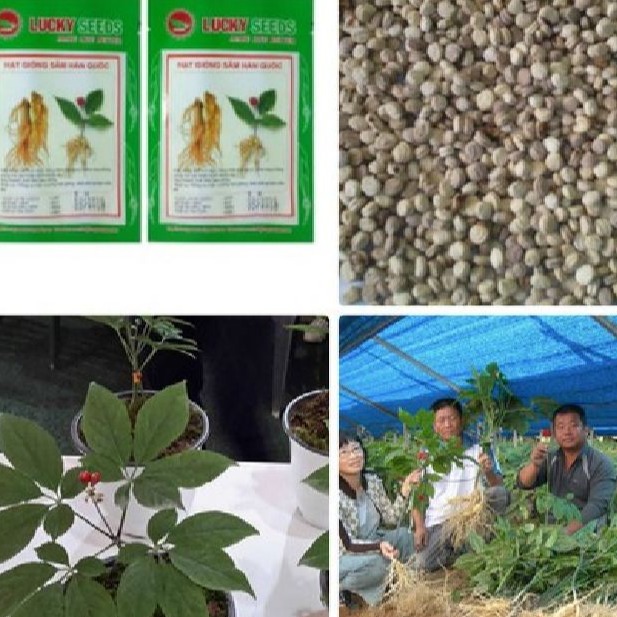 BỘ 2 gói hạt giống nhân sâm Hàn Quốc  ( tặng kèm 1 gói kích hạt nảy mầm )