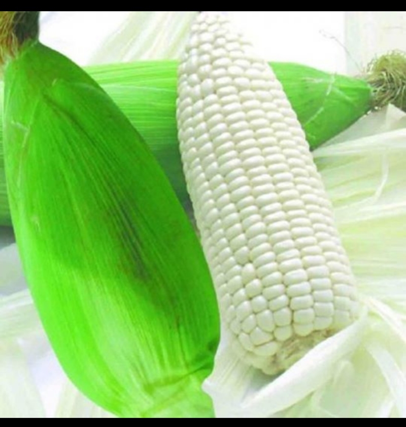 Giống Bắp Nù - Gói 100 Gram