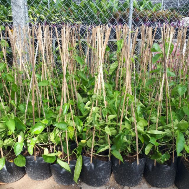 Giá Gốc - Giàn Thiên Lý