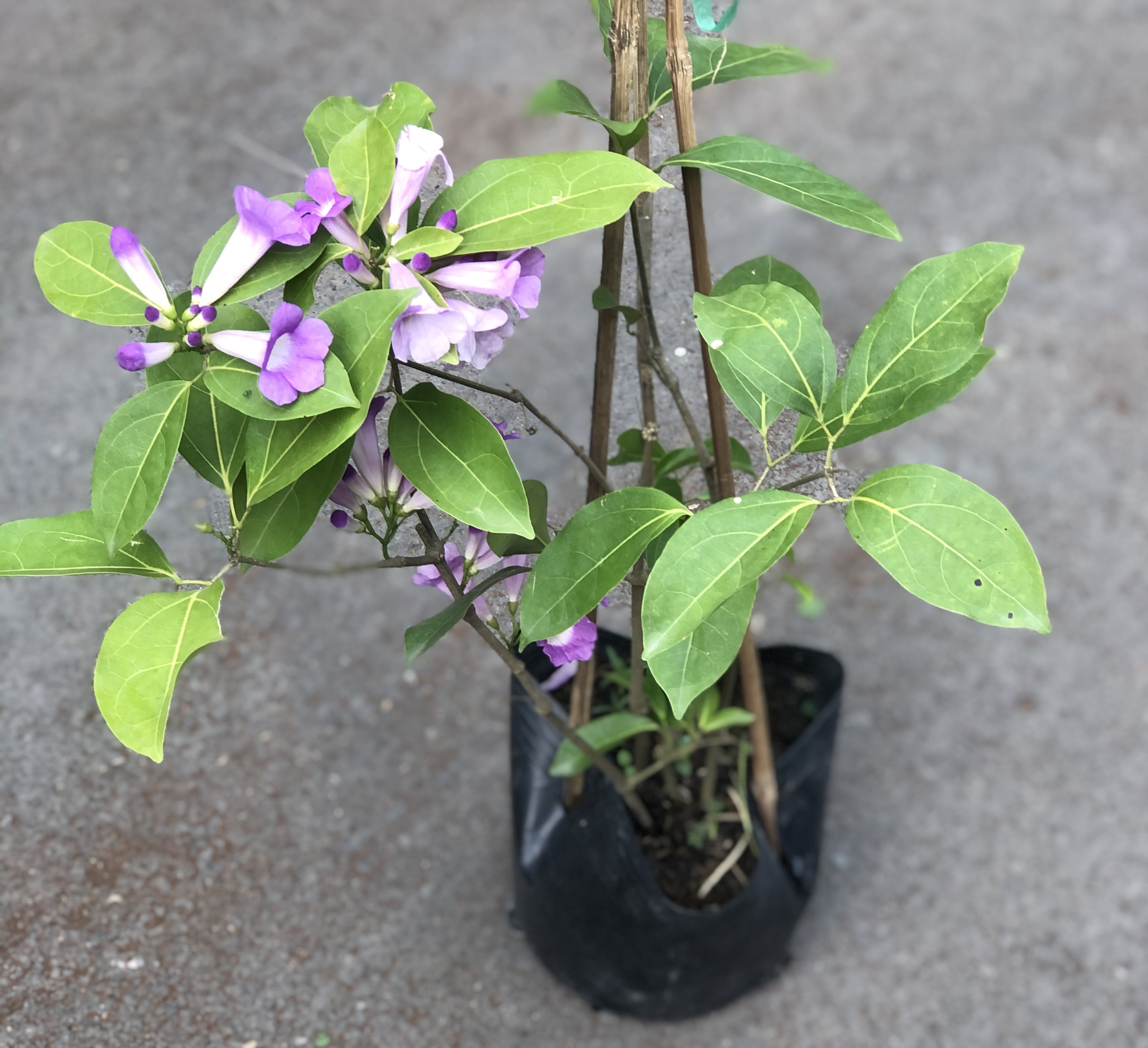Chậu cây lan tỏi