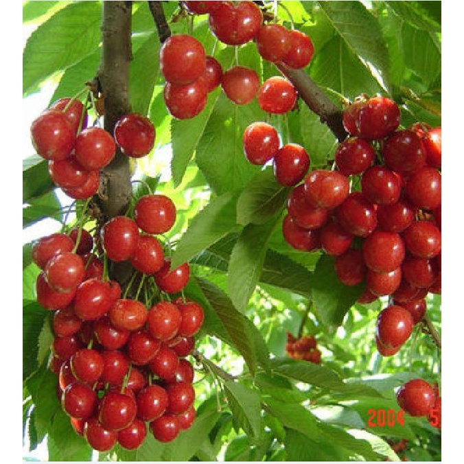 Hạt Giống Cây Cherry ( AnhĐào ) F1 CT296 - Gói 10 hạt