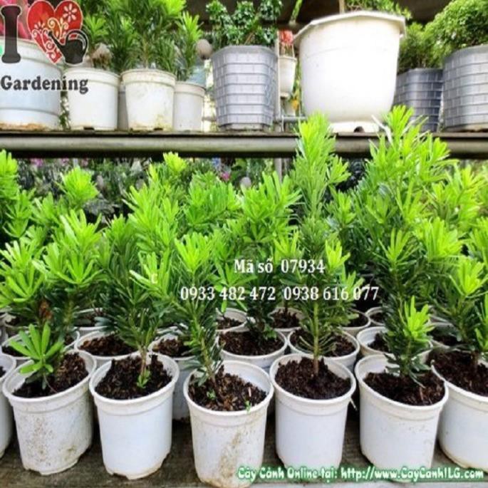 [Chuẩn Giống F1] CÂY GIỐNG CÂY VẠN NIÊN TÙNG KIM CƯƠNG BONSAI TRƯỜNG THỌ