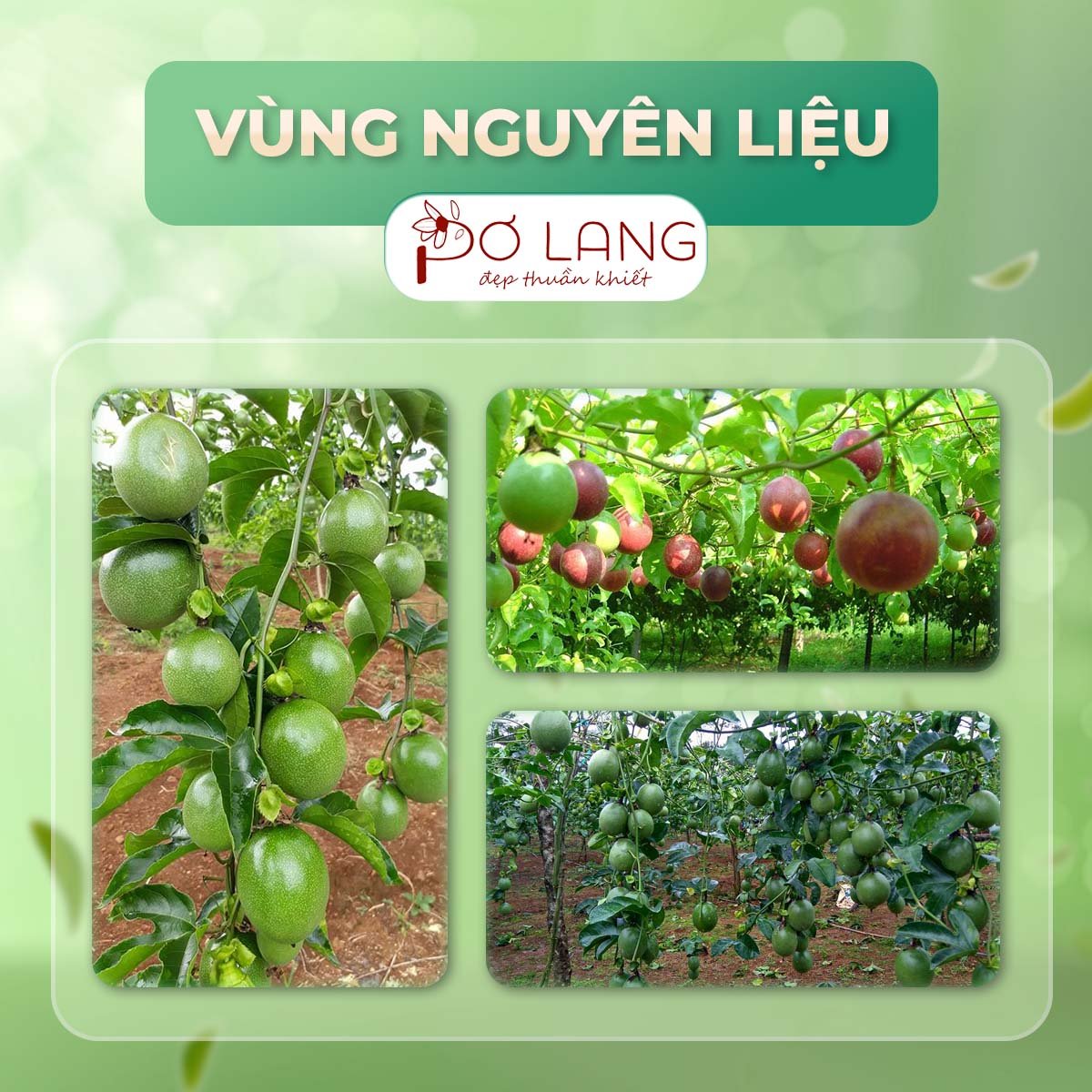 Dầu hạt chanh dây Pơ Lang 10ml Pơ Lang (100% Thiên nhiên - Ép lạnh nguyên chất từ hạt chanh dây)