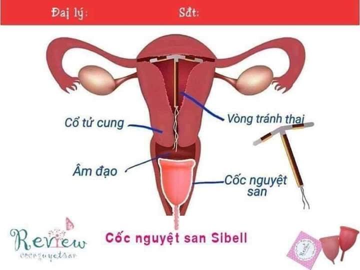 Cốc nguyệt san sibell nhập khẩu pháp