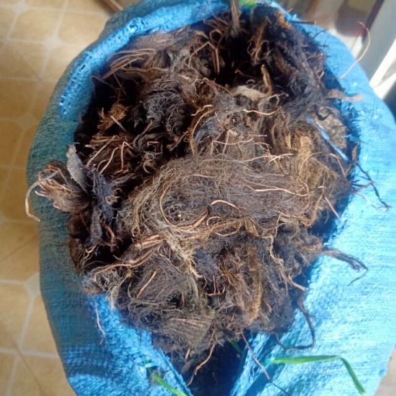 Rễ Bèo Khô Dùng Chiết Cây 1KG 683sp