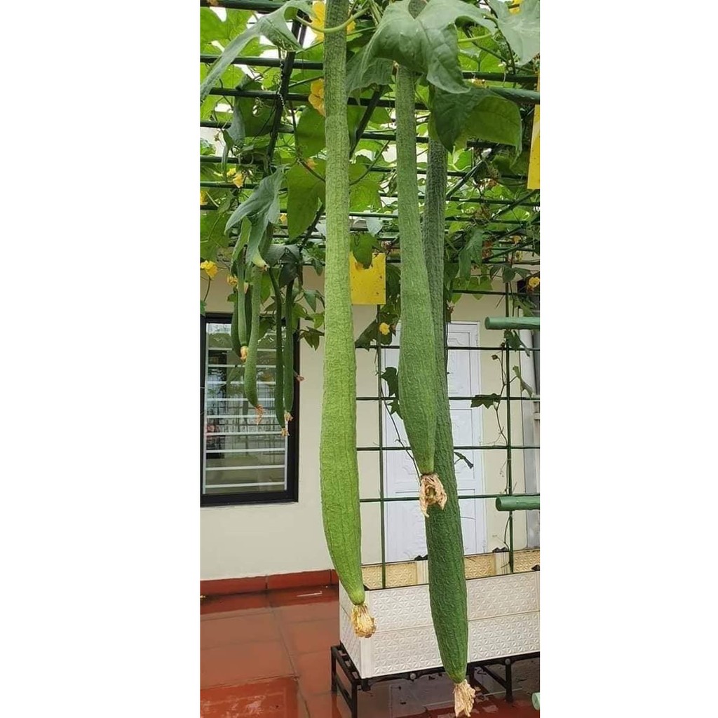 Hạt Giống Mướp Siêu Dài Thái Lan