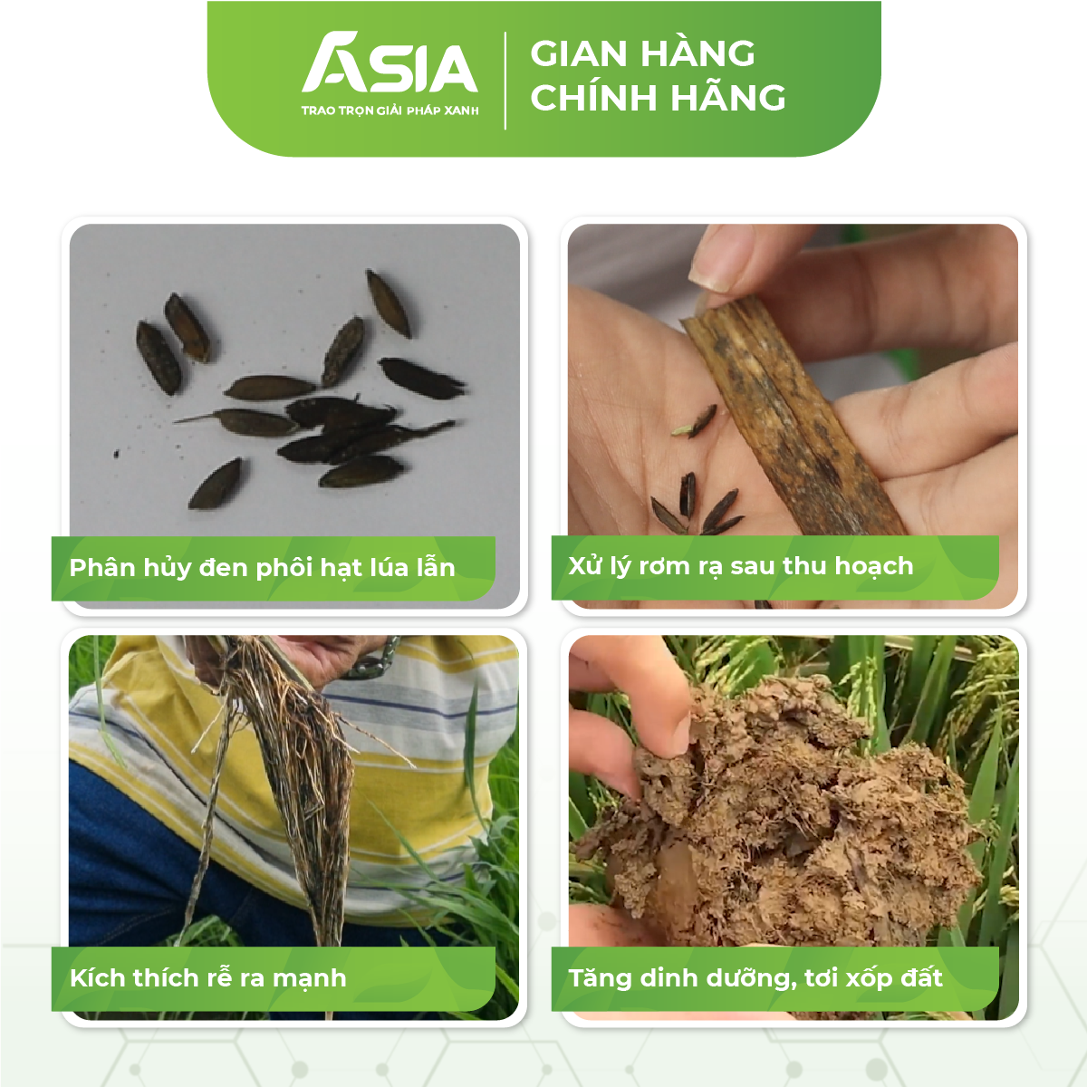 KING Xử lý lúa lộn, lúa ma, lúa lẫn, lúa 2 tầng Chế phẩm sinh học ASIA 410g
