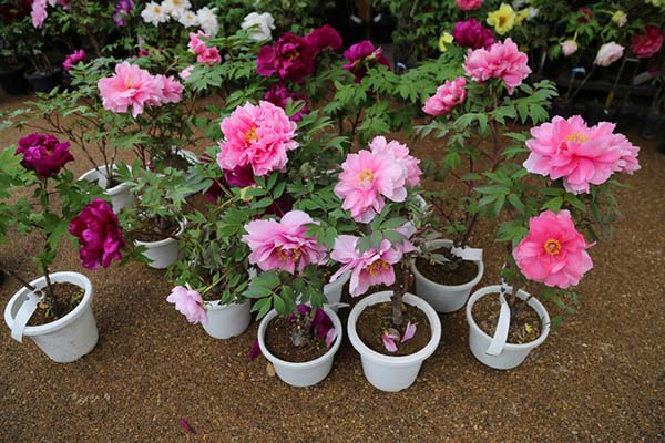 Củ hoa mẫu đơn dễ chăm mau ra hoa (cánh đơn hồng) | Lazada.vn