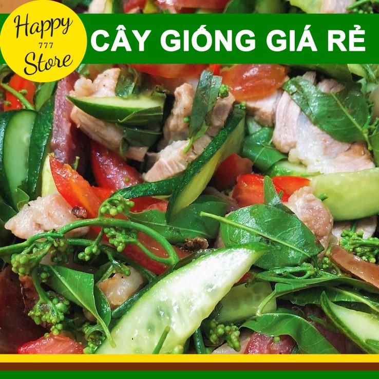 Cây Sầu Đâu Giống