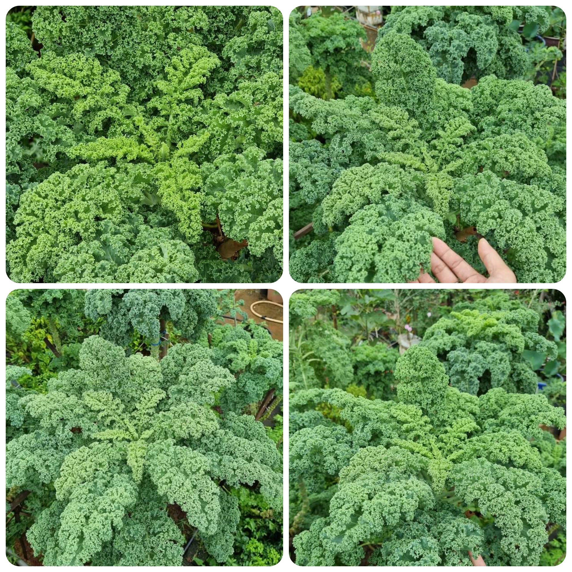 Hạt giống Cải Xoăn Kale gói 5gr~500 hạt, chịu nhiệt, trồng quanh năm