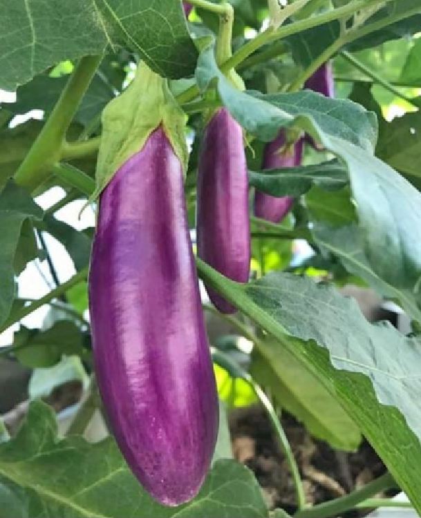 F1 Long Eggplant Seeds - 0.5Gr/Package