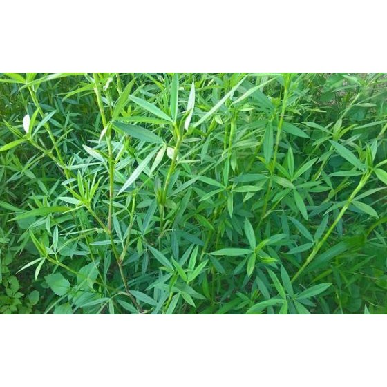 Gói 100GR hạt giống Cỏ Đậu STYLO