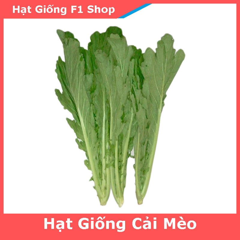 Hạt Giống Rau Cải Mèo Dễ Trồng (074.F1)