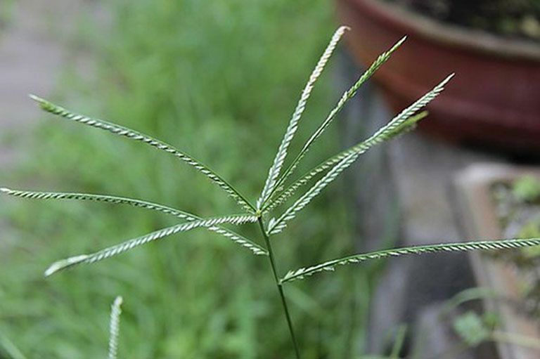 cây cỏ mẫn trầu