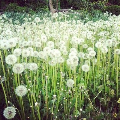 Phân tan chậm Hàn Quốc NPK 15-15-15 - lọ 150gram