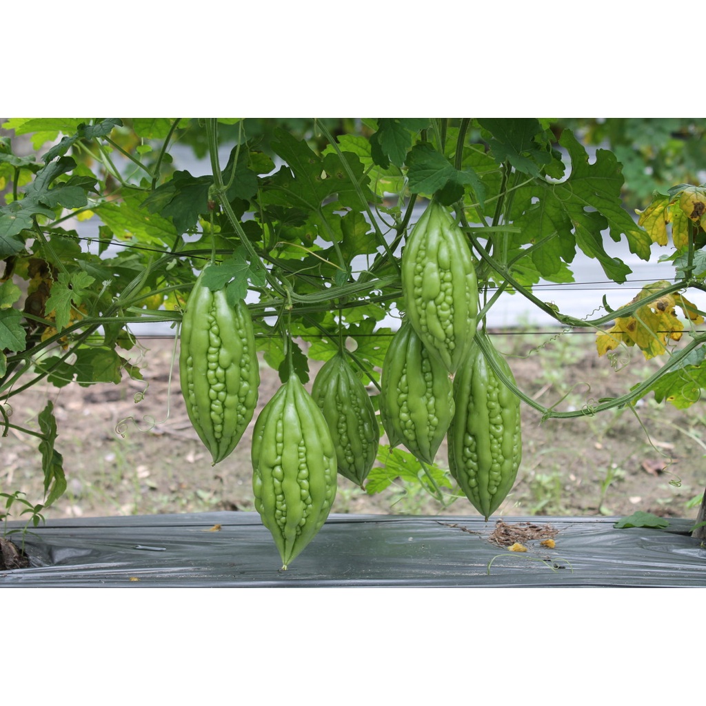 Hạt giống Khổ qua TN-08
