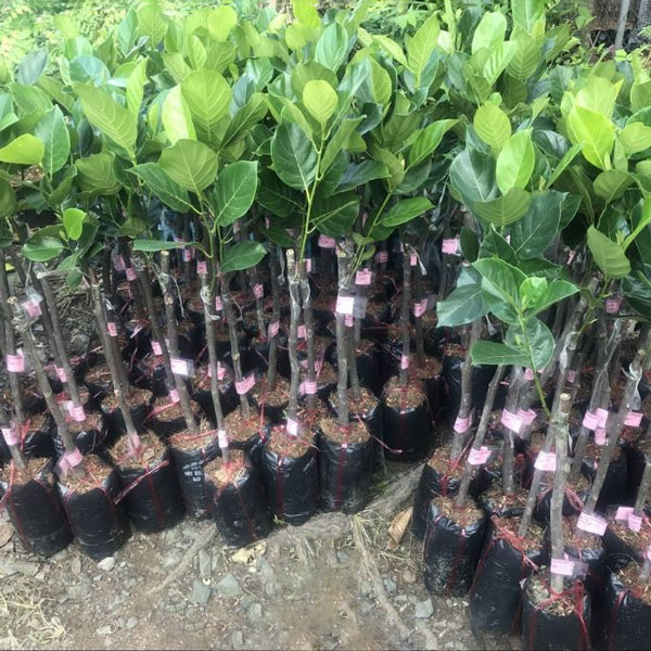 Cây giống mít ruột đỏ xơ đỏ .