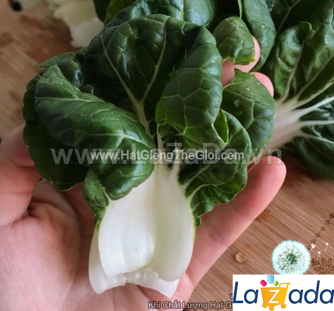 50h hạt giống cải thìa trắng baby 5cm