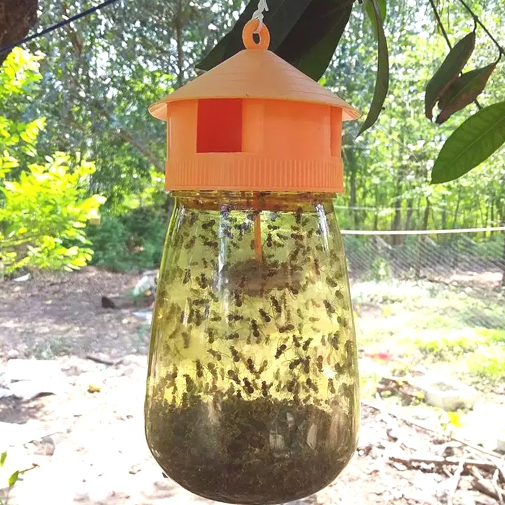 Dụng cụ bẫy ruồi vàng - Có chất dẫn dụ