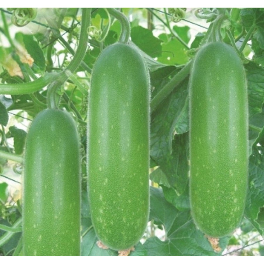 Hạt bí đao chanh - gói 1 gram