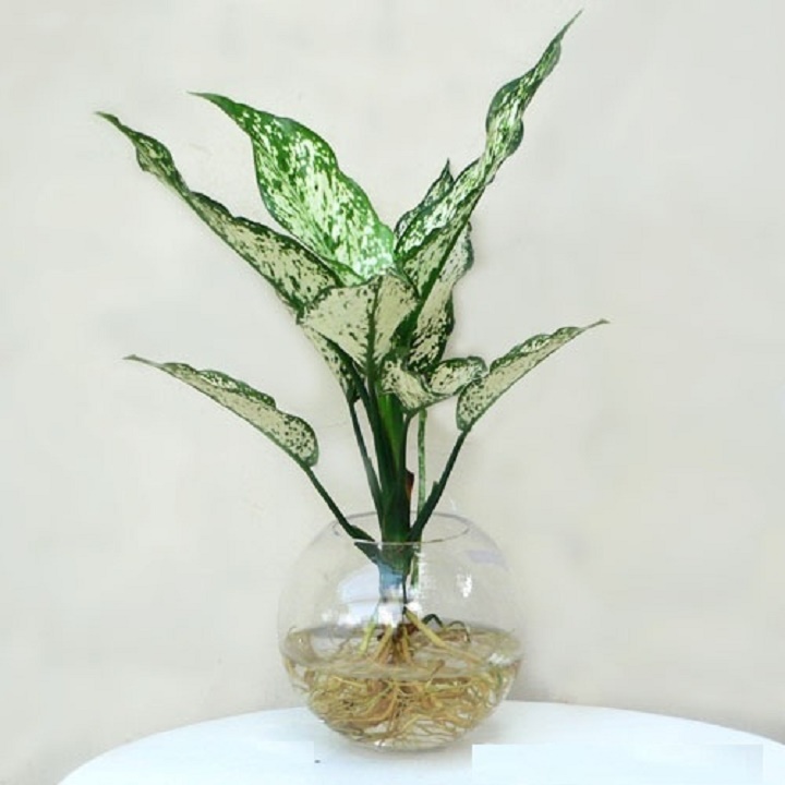 CHẬU CÂY NGỌC NGÂN
